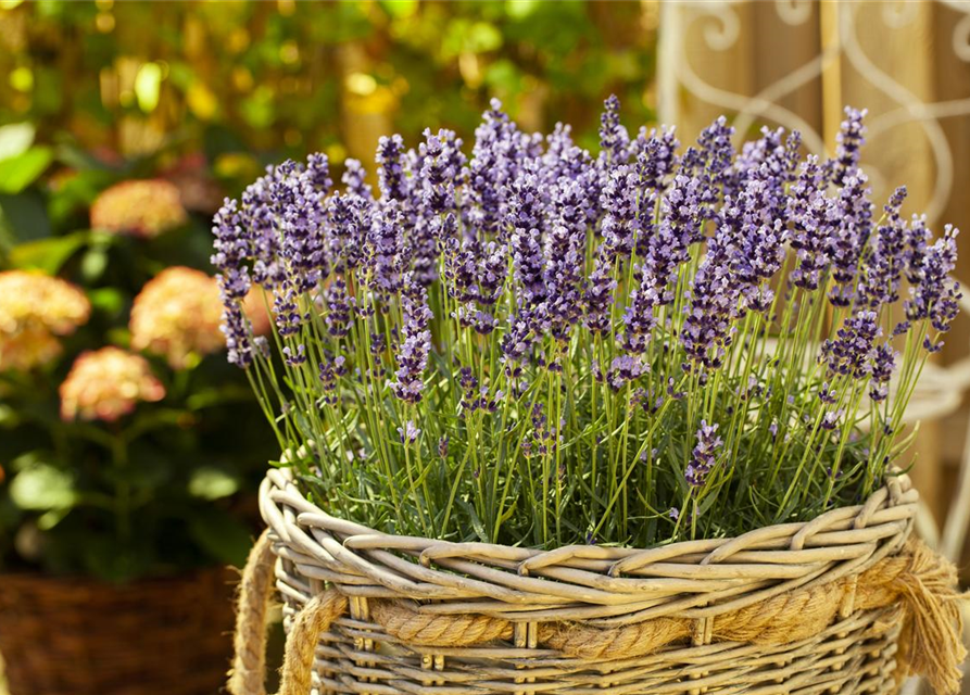 Lavendel