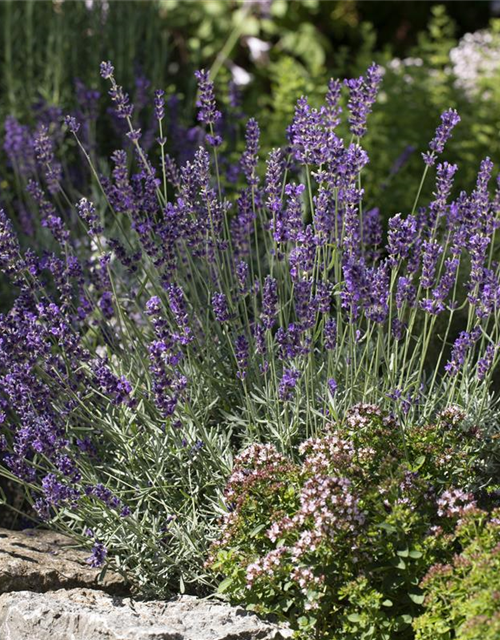 Lavendel