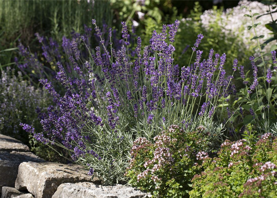 Lavendel