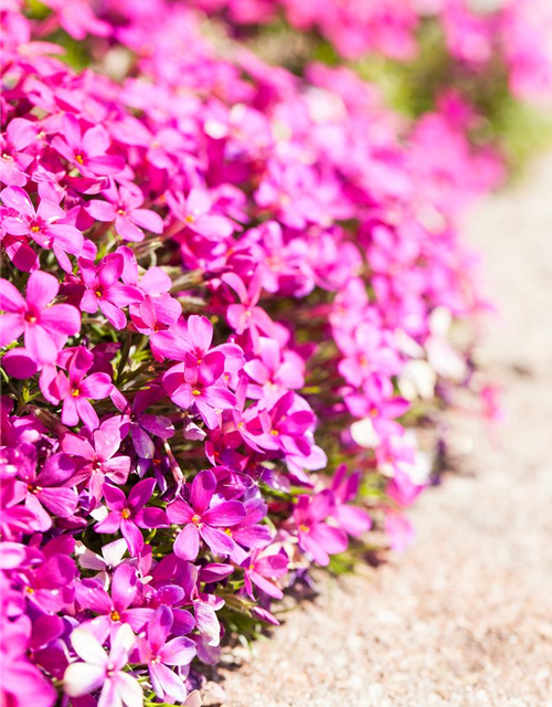 Teppichphlox