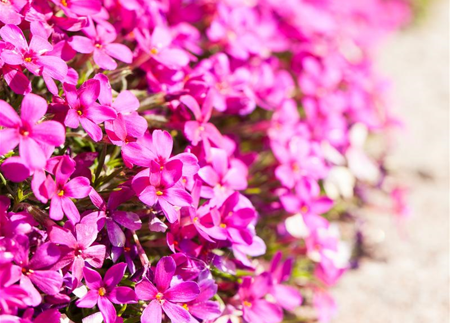 Teppichphlox