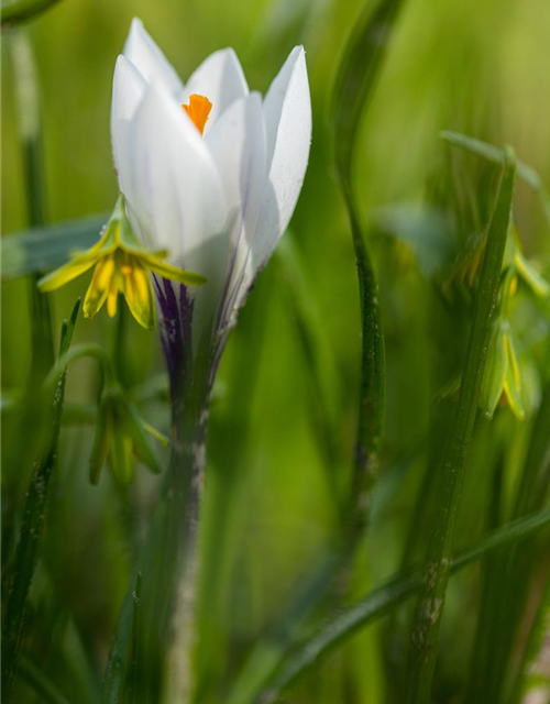 Krokus