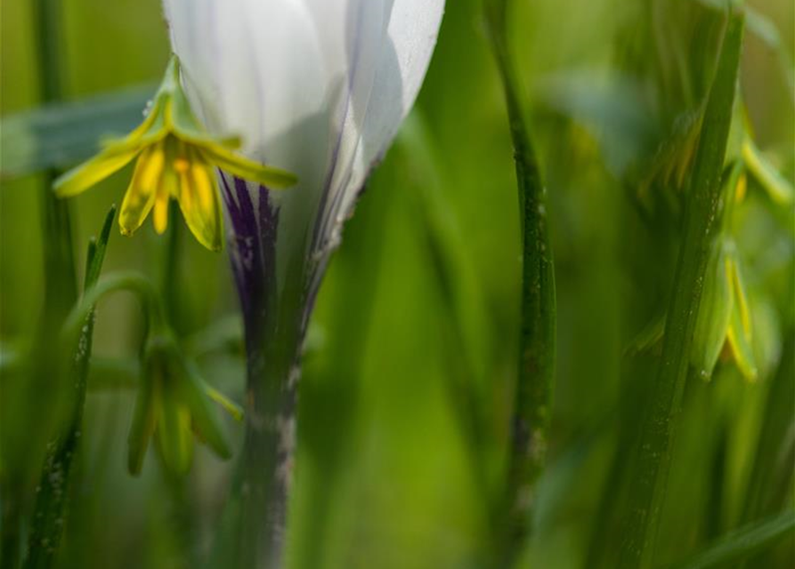 Krokus