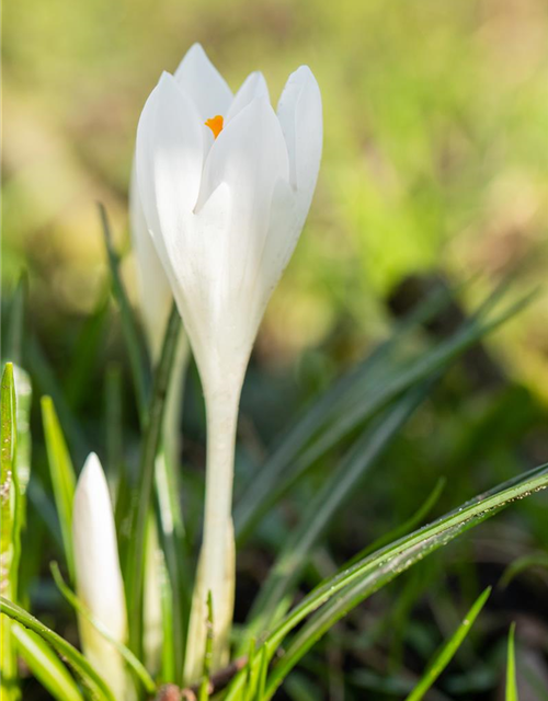 Krokus