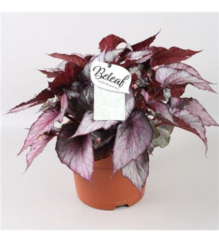 Begonia Beleaf Maori Haze