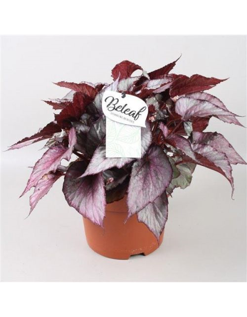 Begonia Beleaf Maori Haze