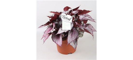 Begonia Beleaf Maori Haze