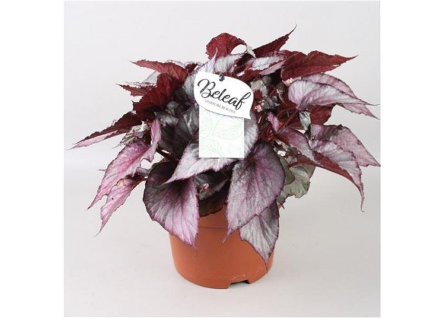 Begonia Beleaf Maori Haze