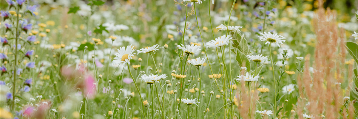 Blumenwiese