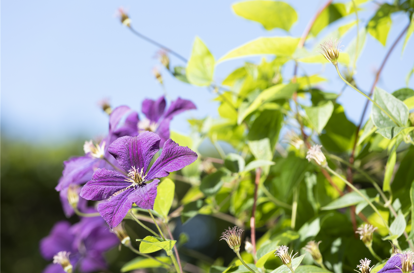 Kletterpflanzen kaufen und tolle Blüten bekommen