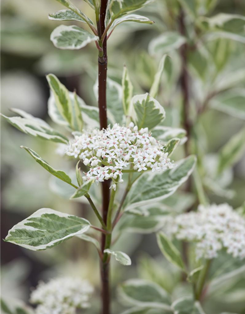 Hartriegel alba/sericea in SORTEN