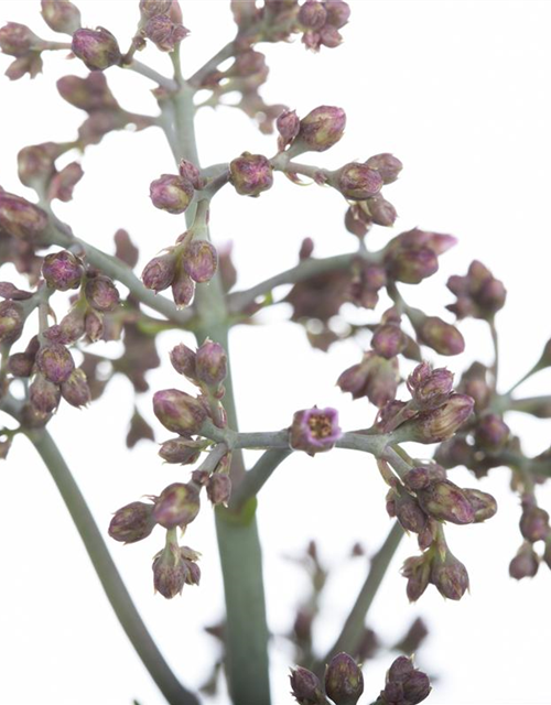 Kalanchoe Humilis 