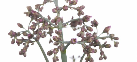 Kalanchoe Humilis 