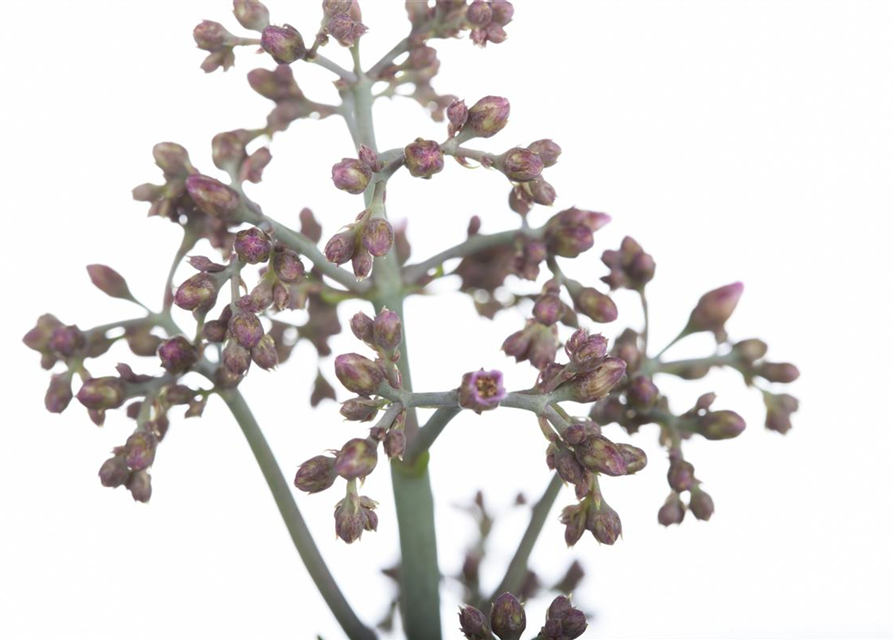 Kalanchoe Humilis 