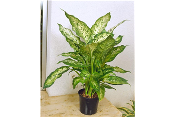 Dieffenbachia Vesuvius