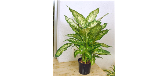 Dieffenbachia Vesuvius