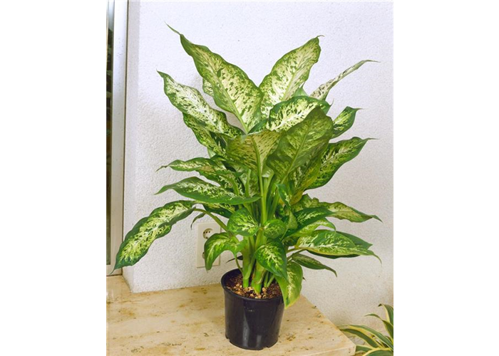 Dieffenbachia Vesuvius