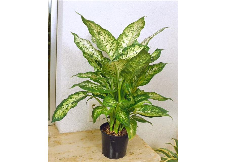 Dieffenbachia Vesuvius