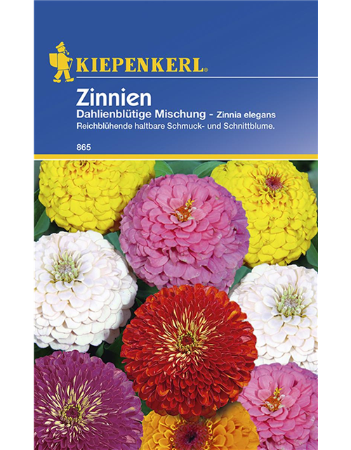 Zinnien Dahlienblütige Mischung