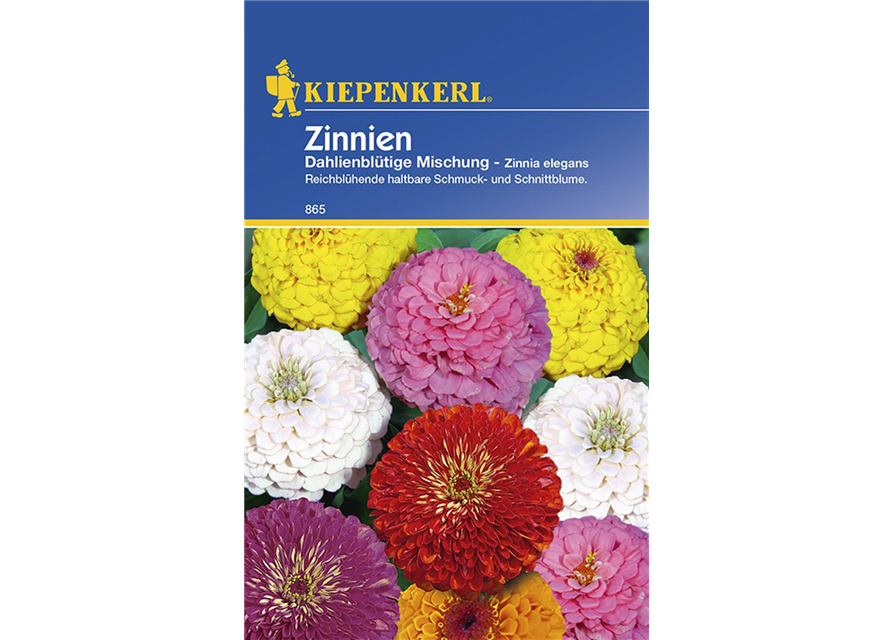 Zinnien Dahlienblütige Mischung