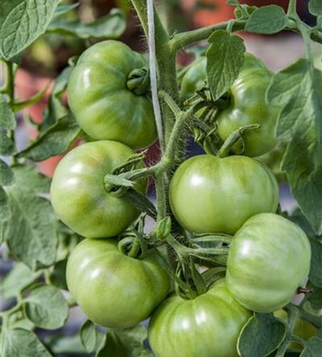 Tomate Marmande