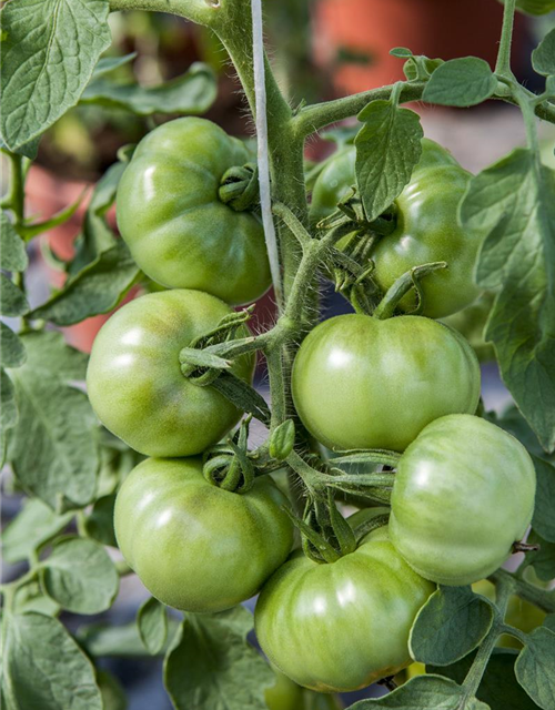 Tomate Marmande