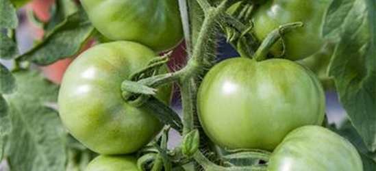 Tomate Marmande