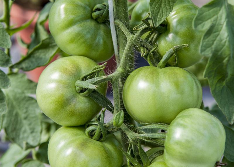 Tomate Marmande