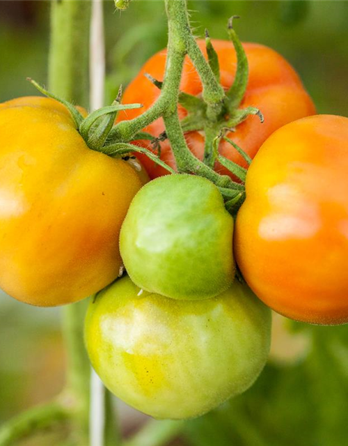 Tomate Marmande