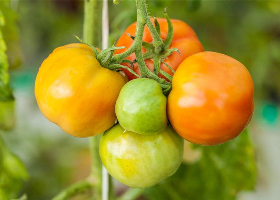 Tomate Marmande