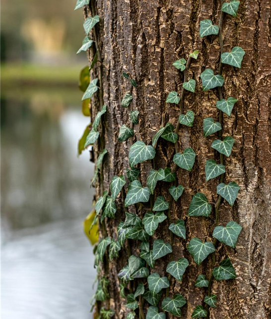 Hedera helix (GS652704.jpg)