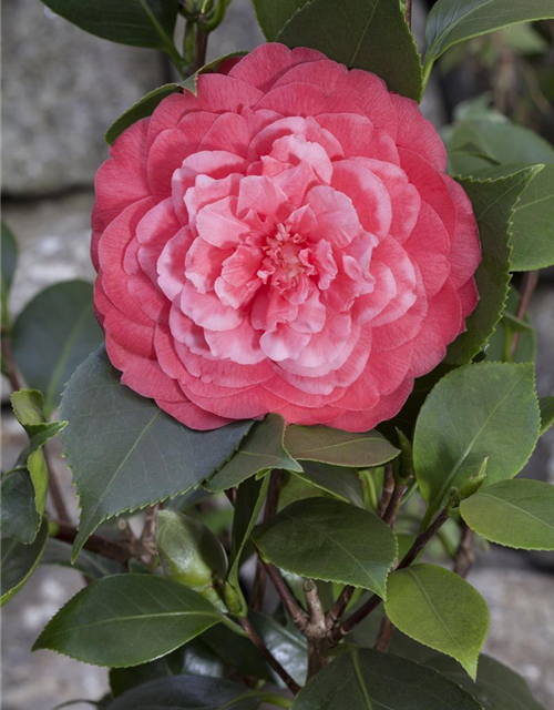 Camelia japonica