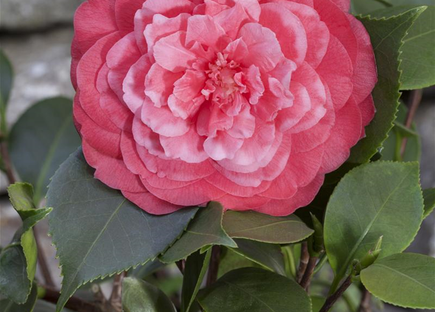 Camelia japonica