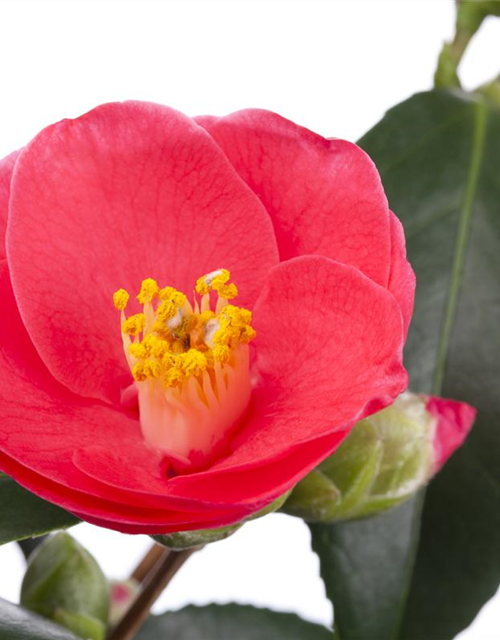 Camelia japonica