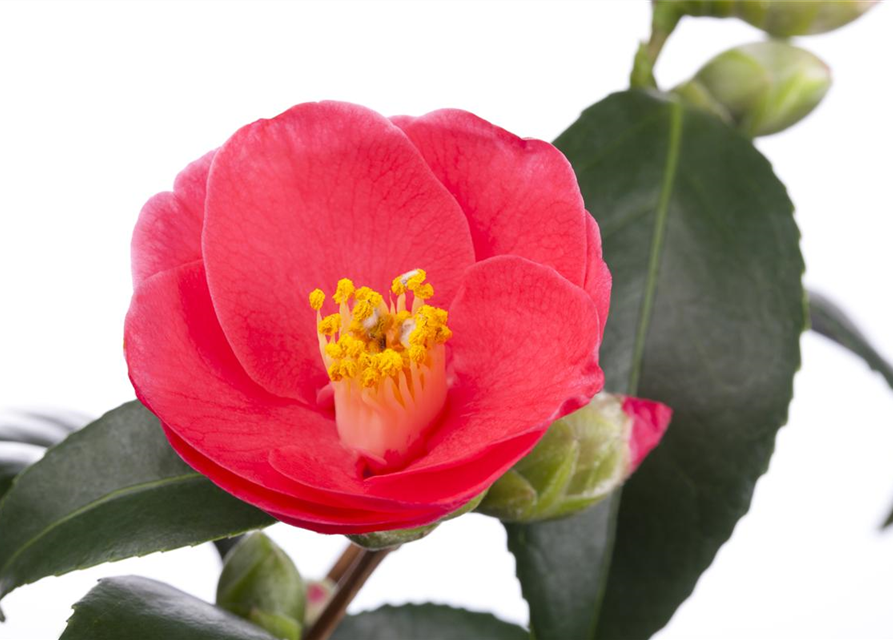 Camelia japonica