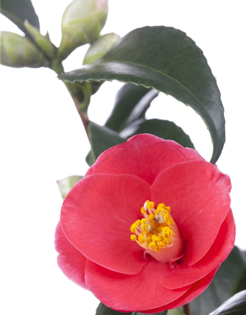 Camelia japonica