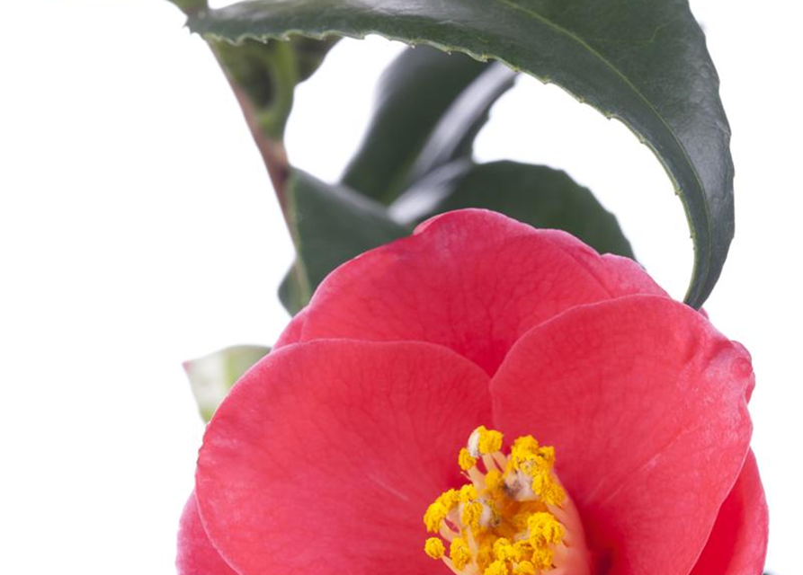 Camelia japonica