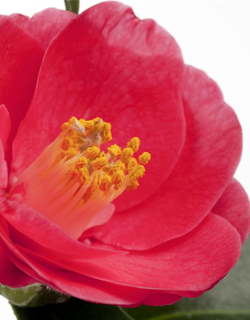 Camelia japonica