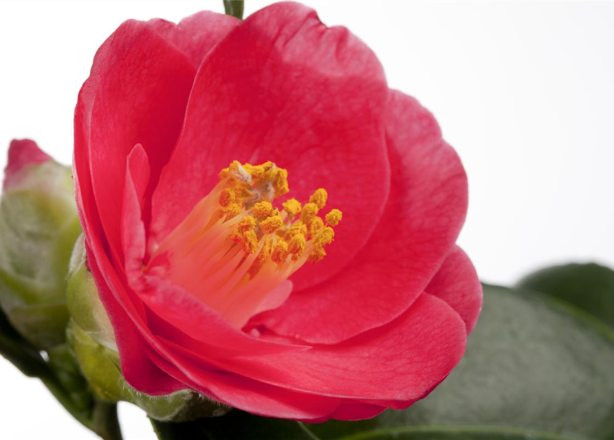 Camelia japonica