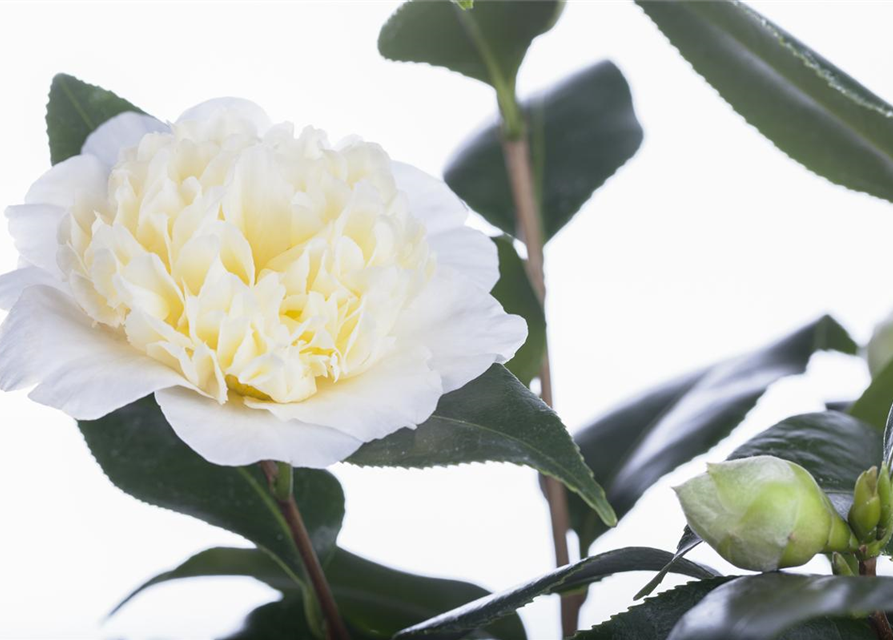 Camelia japonica