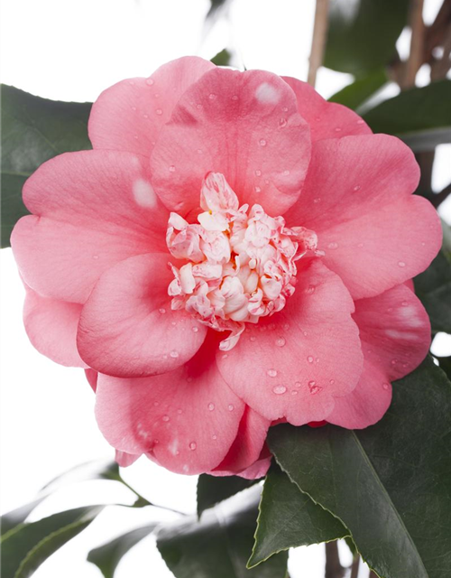 Camelia japonica