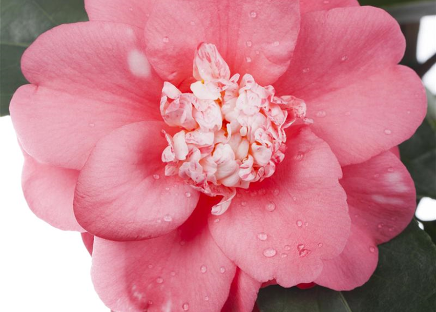 Camelia japonica