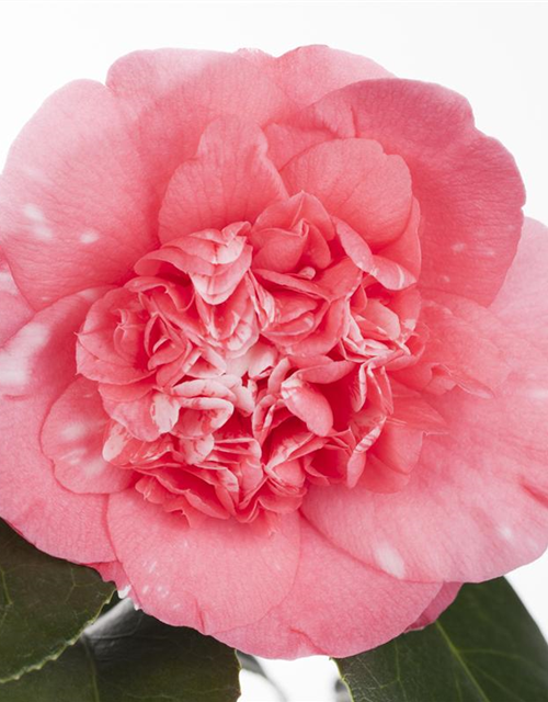 Camelia japonica