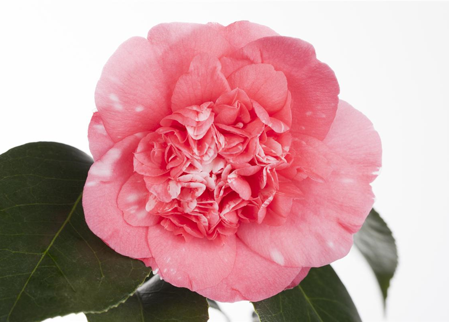 Camelia japonica