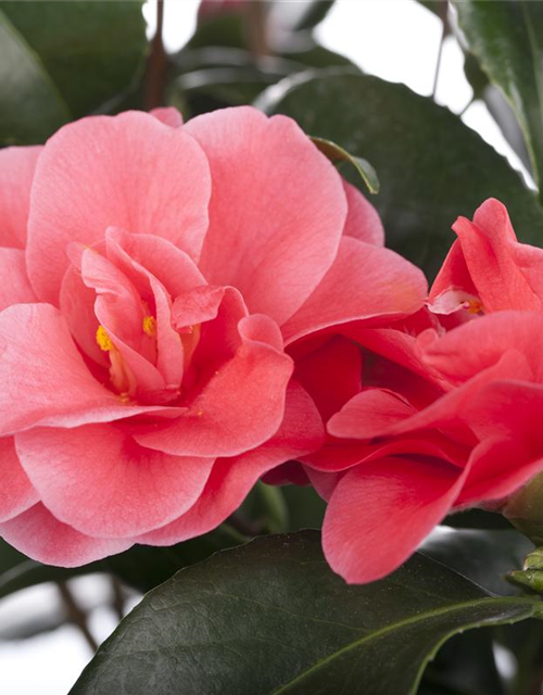 Camelia japonica