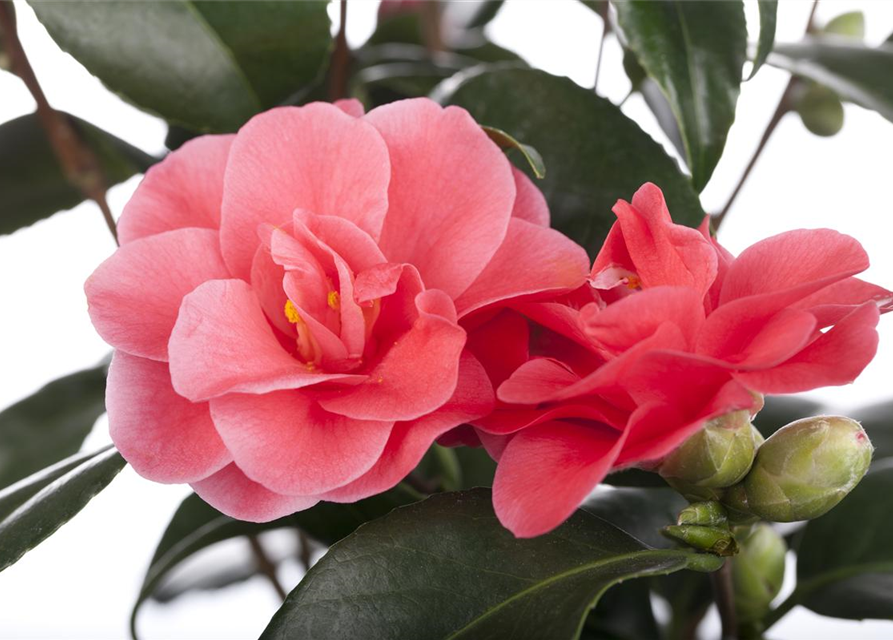 Camelia japonica