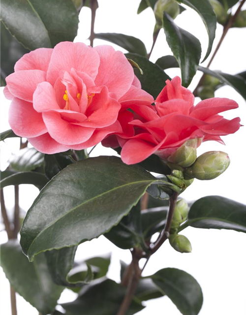 Camelia japonica