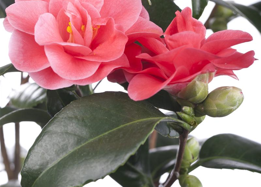 Camelia japonica