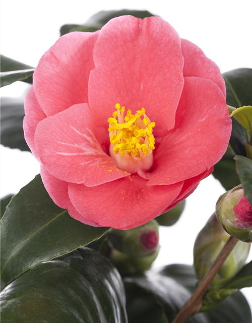 Camelia japonica