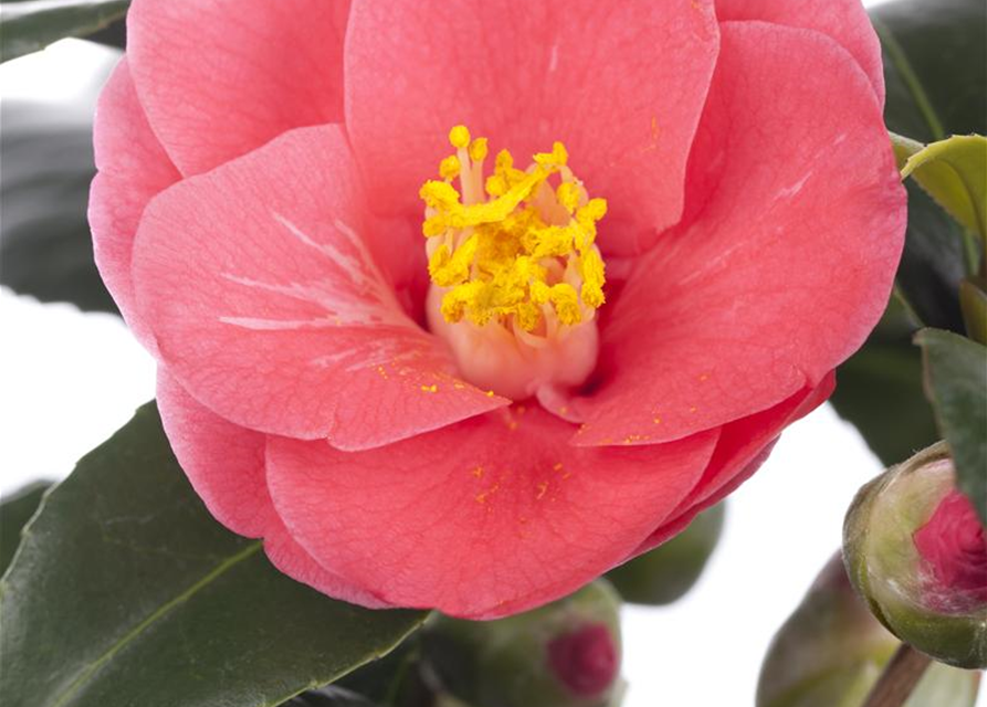 Camelia japonica